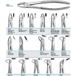 Tooth forceps